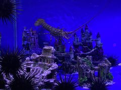 -上海海昌海洋公园