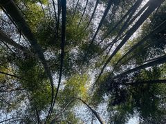 -缙云山景区