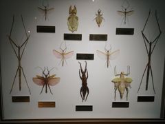 -上海昆虫博物馆