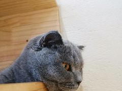 -藏猫猫咖啡主题馆(中央大道店)
