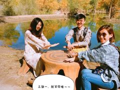 -金塔沙漠胡杨林景区