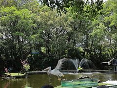-广州长隆飞鸟乐园
