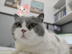 -伟伟宠物医院·瑞派猫友好医院·猫科(光谷店)