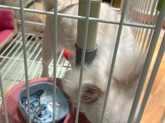 -momokira米努特·德文卷毛猫·棉花面纱犬