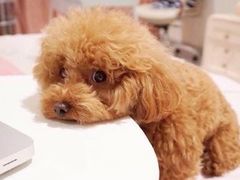 -CoCo都可(秀英万达店)