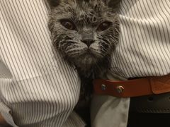 -袖虎·猫馆(体育西路店)