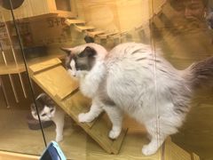 -猫十亿·布偶金渐层·曼基康矮脚猫舍(青年路店)