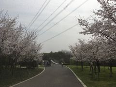 -九里河湿地公园