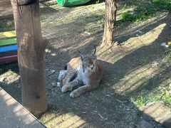 -青藏高原野生动物园