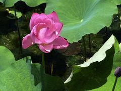 -昆山城市生态森林公园