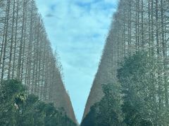 -黄海国家森林公园