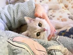 -猫十亿·布偶金渐层·曼基康矮脚猫舍(青年路店)