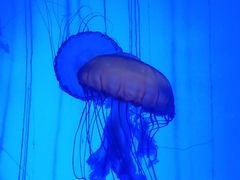 -上海海洋水族馆