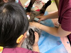 -美联众合动物医院·24h转诊中心