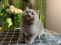 -喵zoo家庭繁育猫舍(尖东智能花园店)