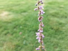 -上海吴淞炮台湾国家湿地公园