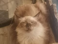 -猫亿天猫咖