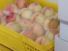 -老袁家蜜桃农场·阳山水蜜桃