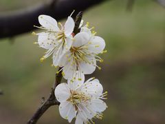 -花开海上生态园