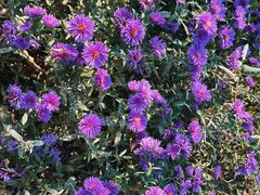 -大兴滨河森林公园