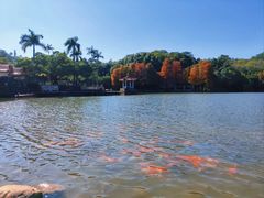 -深圳仙湖植物园