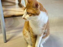 -豆逗聊愈猫阁Easy Life
