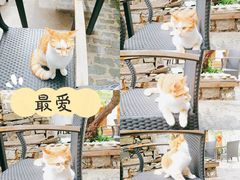 -喵屿·大理花园猫咖
