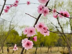 -顾村公园