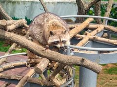-西霞口神雕山野生动物世界