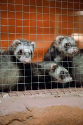 -酷嗒动物文化乐园(cutezoo西溪乐天城店)