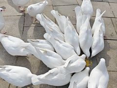 -南宫五洲植物乐园