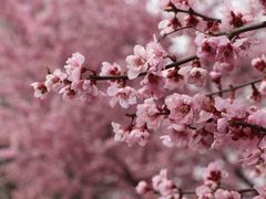 -济南国际园博园