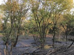 -西湖风景区-江洋畈生态公园