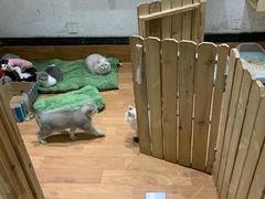 -猫色咖啡·猫咖