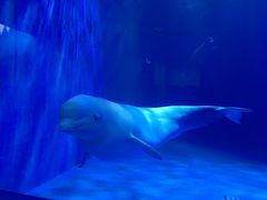 -多彩贵州城极地海洋世界