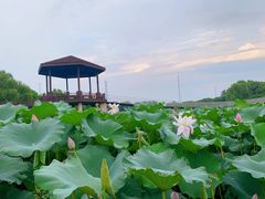 -荷塘月色湿地公园·向阳花洲