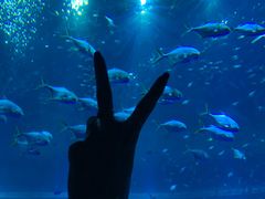 -亚特兰蒂斯•OSSIANO奥西亚诺海底餐厅