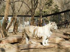 -北京野生动物园