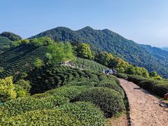 -野蔓果·山野菜(西湖景区·龙井茶田店)