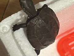 -奥体中心游泳馆