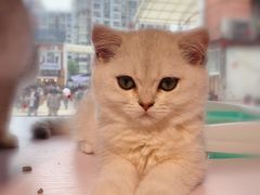 -爱侣宠医·鹦鹉专科·小型哺乳类·异宠专科(灵石路店)