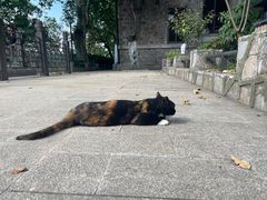 -紫金山天文台