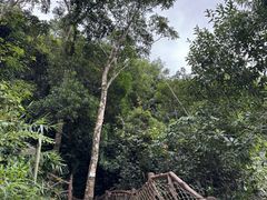 -海南热带雨林国家公园吊罗山景区