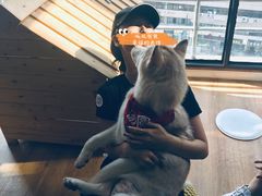 -Husky Go! 哈士奇体验馆·宠物咖啡厅狗咖
