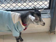 -怪兽屋·羊驼·猫咖·狗咖(俊华广场店)