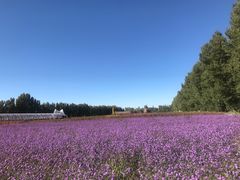 -金塔沙漠胡杨林景区