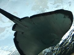 -瑞普利水族馆