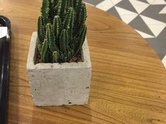 -油梨树 AVOCADO TREE(亮马桥店)