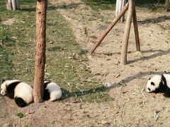 -成都大熊猫繁育研究基地