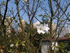 -重庆市江北嘴中央商务区中央公园